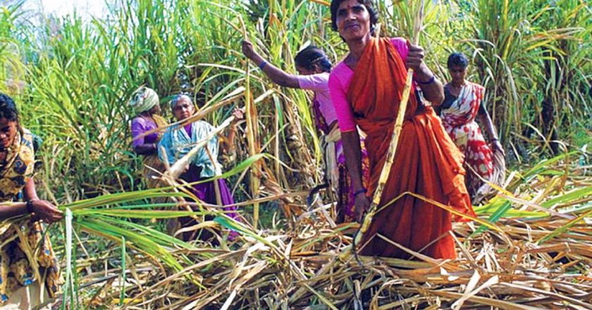 राज्यातील ऊस उत्पादक शेतकऱ्यांना एकरकमी एफआरपी देण्याचा निर्णय, पुढील हंगामापासून डिजिटल वजन काटे